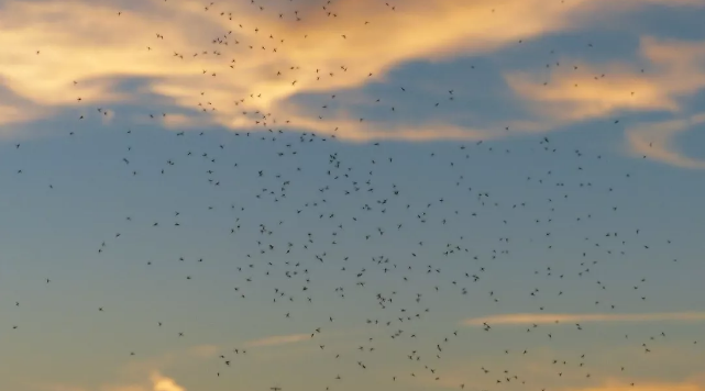 飛蚊癥要手術治療嗎